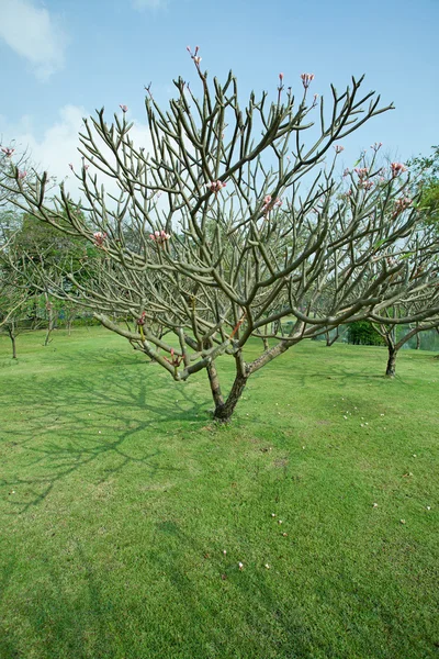 Plumeria árbol con hierba verde —  Fotos de Stock