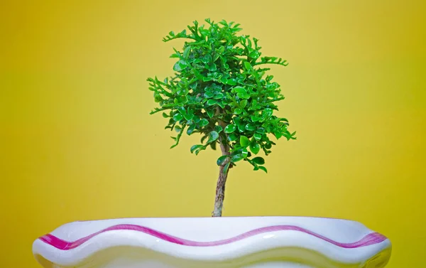 Tek genç ağaç — Stok fotoğraf