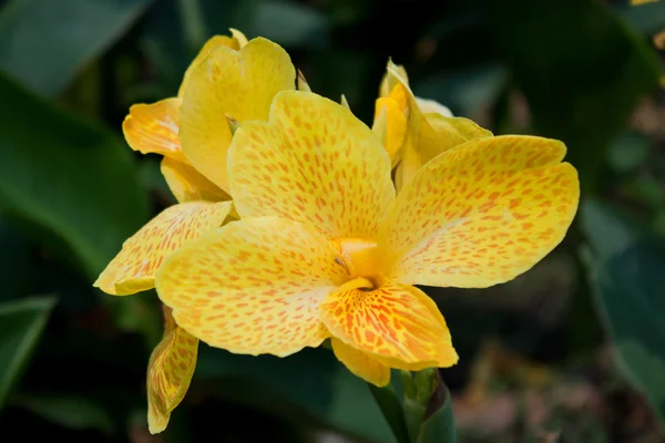 Yellow canna flower plants — Stock Photo, Image