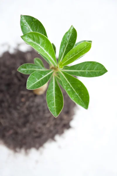 Young tree in plant — Stock Photo, Image