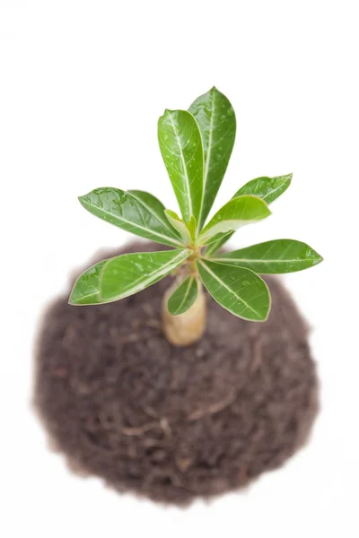 Junger Baum in Pflanze — Stockfoto