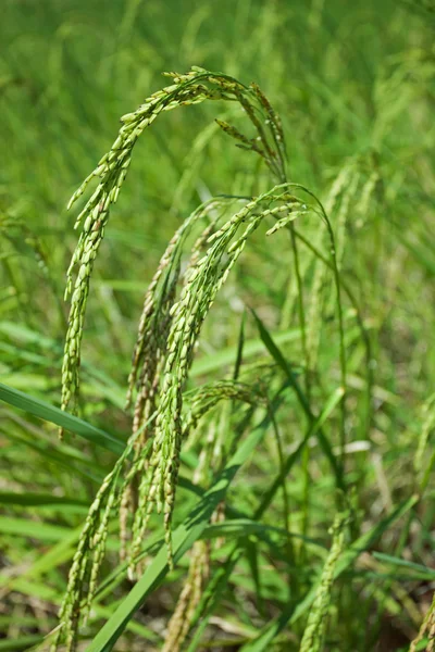 Campo de arroz em amadurecimento — Fotografia de Stock