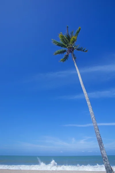 Sea and coconut palm — Stock Photo, Image