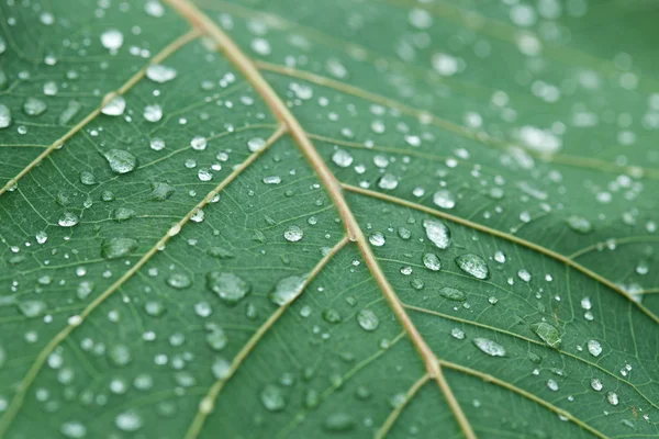 Water Drops on Green Leaf — Stock Photo, Image