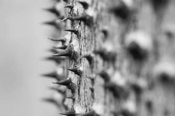 Streszczenie kolczaste tułowia — Zdjęcie stockowe