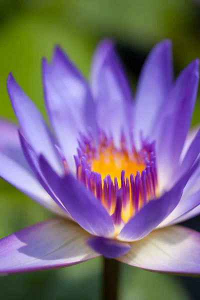 Фіолетовий водна Лілія — стокове фото