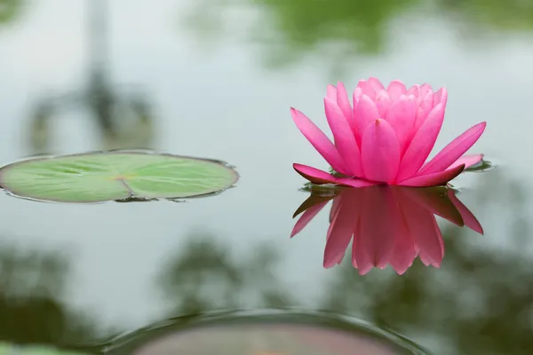 Розовая водяная лилия — стоковое фото