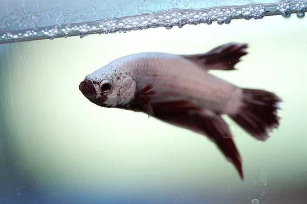 Pesce siamese da combattimento — Foto Stock