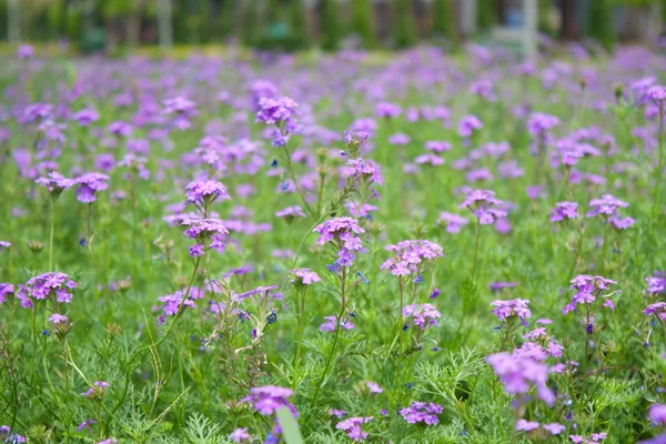 stock image Beautiful purple flowers