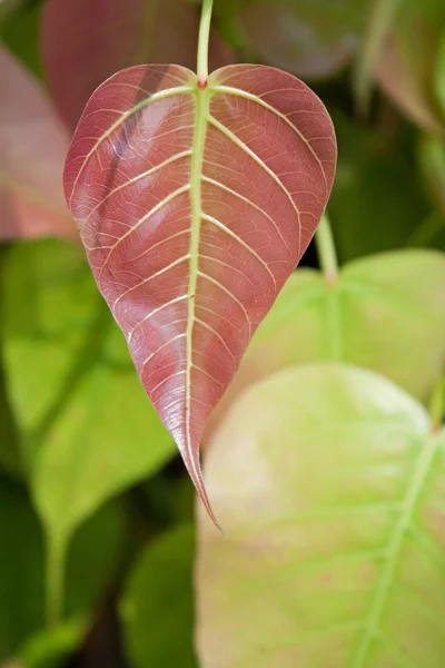 Na podzim listy na rostlině — Stock fotografie