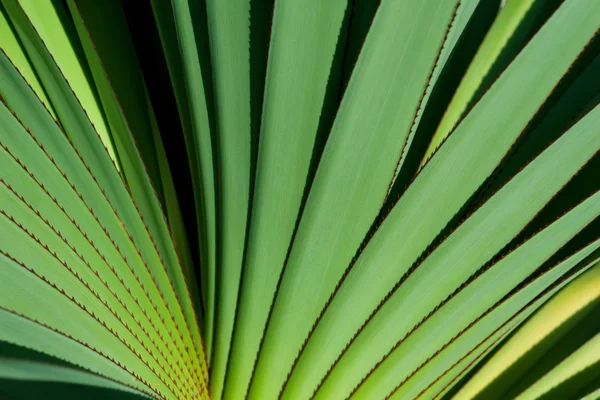 Abstrakt von grünen Blättern Muster — Stockfoto