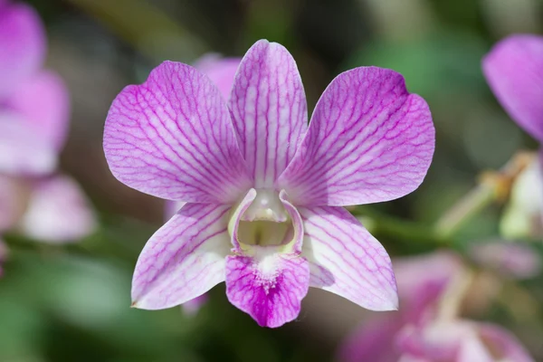 Close up van orchideeën — Stockfoto