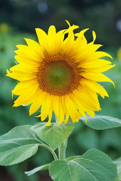 Fully blossomed sunflower — Stock Photo, Image