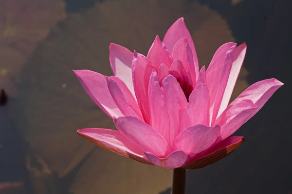 Рожевий водяна Лілія — стокове фото