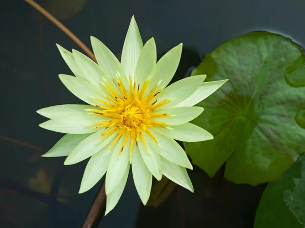 Yellow lotus — Stock Photo, Image
