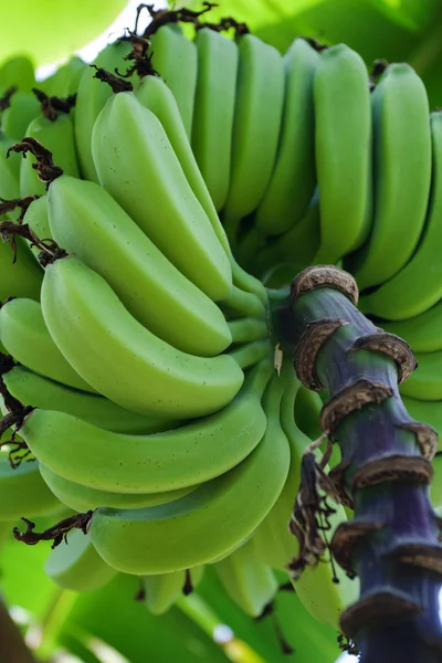 Groene bananen — Stockfoto