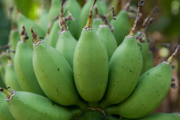 緑のバナナ — ストック写真