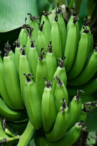 Plátanos verdes —  Fotos de Stock