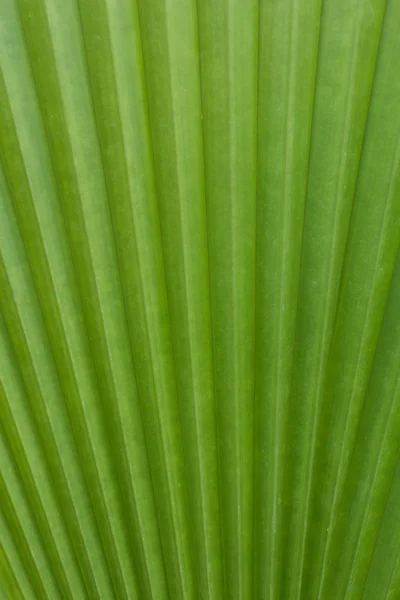 Foglia di palma verde come sfondo — Foto Stock