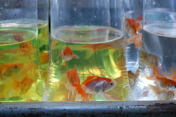 Goldfish — Stock Photo, Image