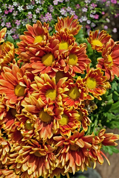 Oranje daisy flower — Stockfoto