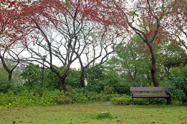 Banc dans le parc avec arbre à fleurs rouges — Photo