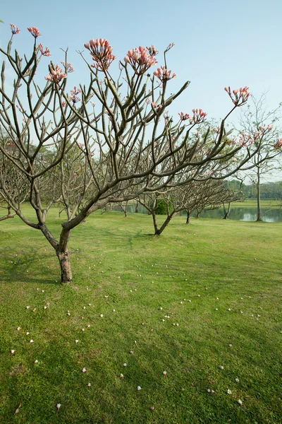 Albero di Plumeria con erba verde — Foto Stock
