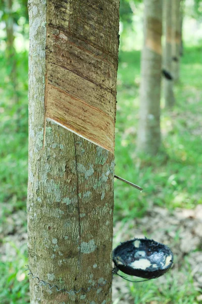 Drzewo gumowe — Zdjęcie stockowe