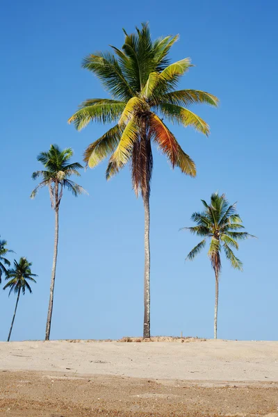 Песочный пляж с кокосовыми деревьями — стоковое фото