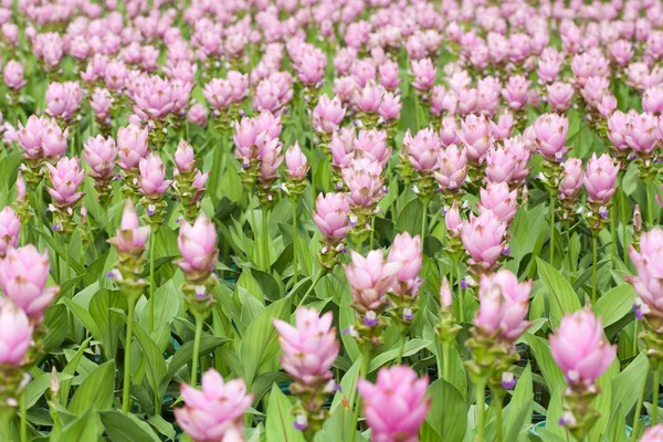 Сіам квітка тюльпана — стокове фото