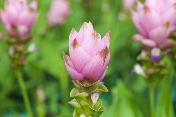 Tulipán siam — Foto de Stock