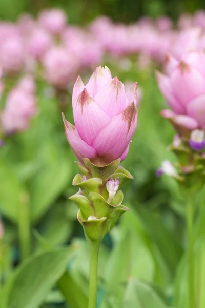 Sziámi tulipán virág — Stock Fotó