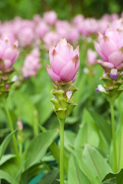 Tulipe siam — Photo