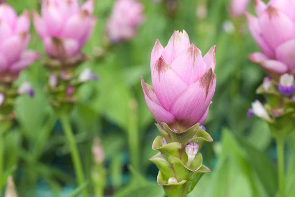 Sziám tulipán — Stock Fotó