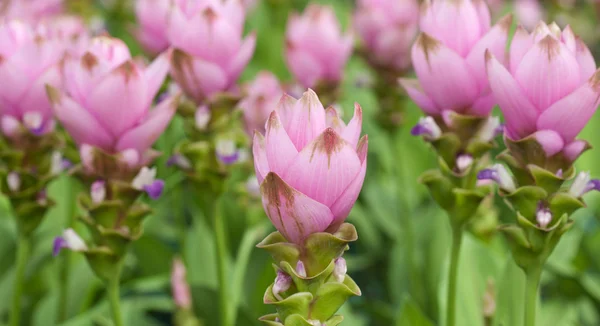 Розовое поле тюльпана Сиама — стоковое фото