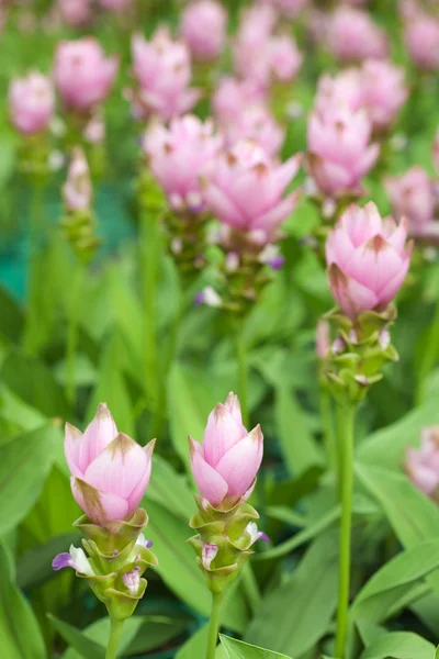 Sziám tulipán — Stock Fotó