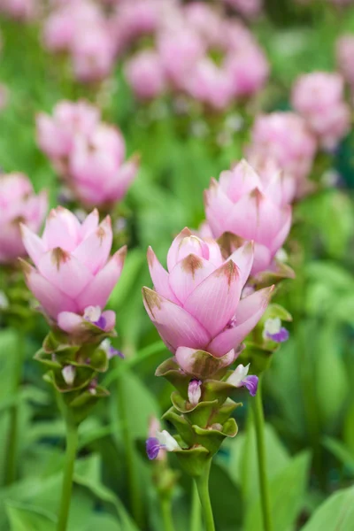 Tulipano siam — Foto Stock