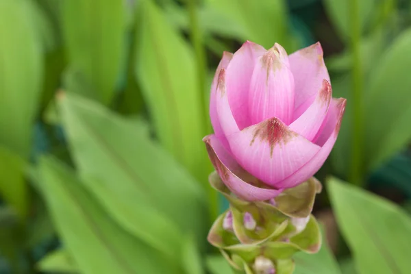 サイアムチューリップの花 — ストック写真