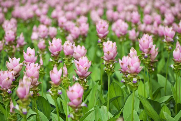 Růžové pole siam Tulipán — Stock fotografie