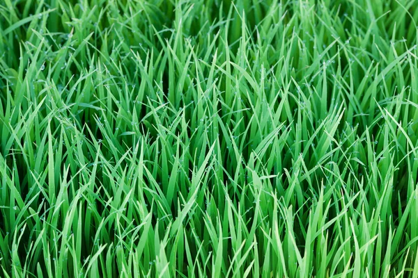 年轻的绿色水稻种植合适的背景 — 图库照片