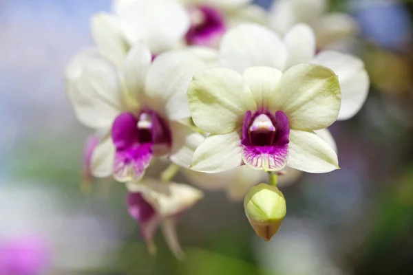 Close-up van orchideeën — Stockfoto
