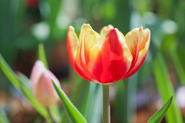 Yellow-red tulips — Stock Photo, Image