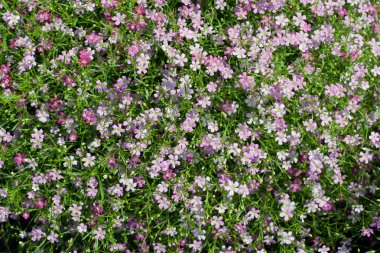 Gypsophila çiçek