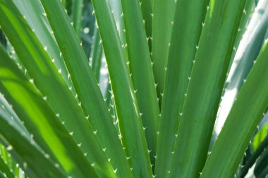 groene bladeren met doornen