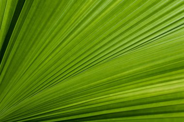 Green palm tree leaf