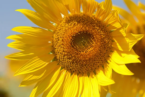 Câmp de floarea-soarelui — Fotografie, imagine de stoc
