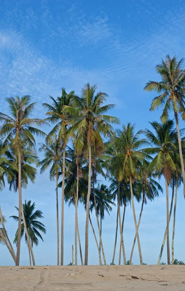 Coconut trees — Stock Photo, Image