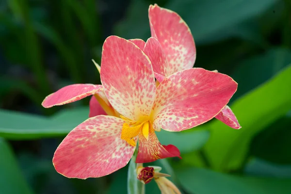 Turuncu canna çiçek bitki — Stok fotoğraf