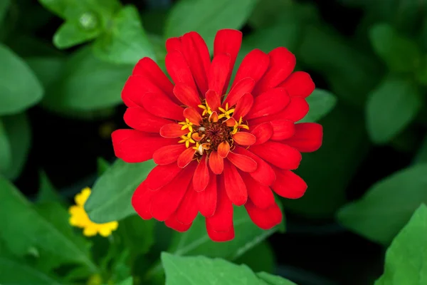 Červená sedmikráska květ — Stock fotografie