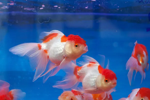 Akvárium se zlatými rybičkami — Stock fotografie